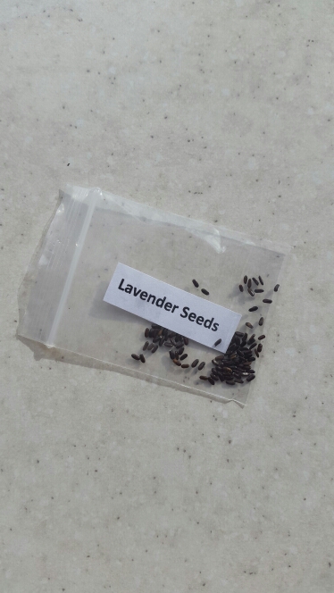 200 PCS / bag french provence lavender seeds very fragrant organic lavender seeds plant flower Flower seeds Home Garden Bonsai