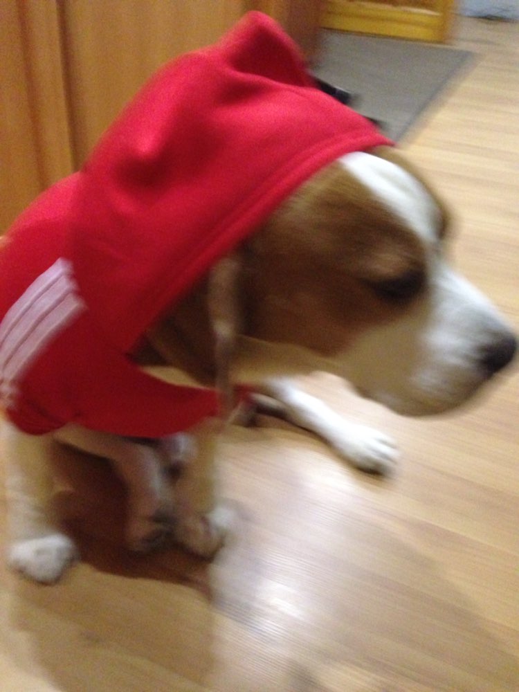 Large Dog Clothes Coat Hoodies Clothing For Dog Big Size Spring Warm Hoodie Apparel Sportswear perros mascotas Adidog Golden Dog