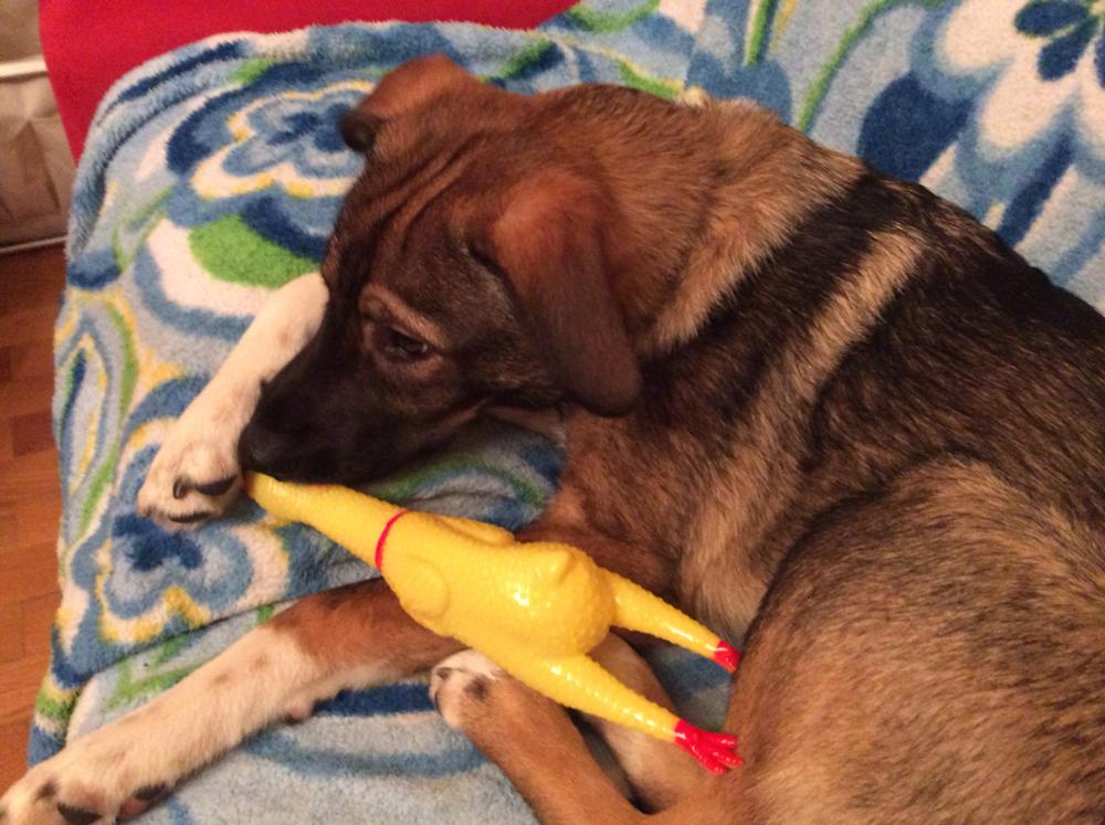 New Squeak Squeaker Chew Gift Yellow Screaming Rubber Chicken Pet Dog Toy 3 Size-103