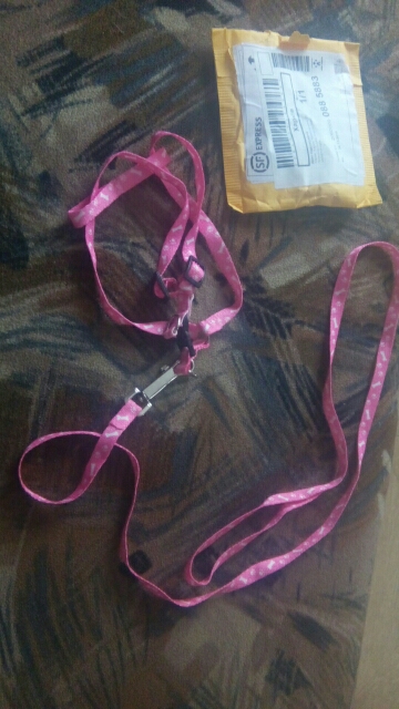 Nylon Pet Dog Cat Collar Peppy Dog Harness Collar Pet Safety Led Leash Rope Belt 5 color avilable free shipping