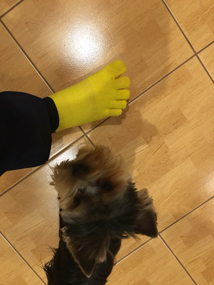 1 Pairs Men's Cotton Toe Socks Pure Esportes Five Finger Socks Breathable
