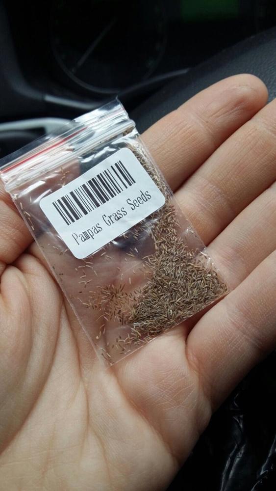 New Rare Impressive Purple Pampas Grass Seeds Ornamental home garden Plants Flowers seeds Cortaderia Selloana 600PCS bonsai pot