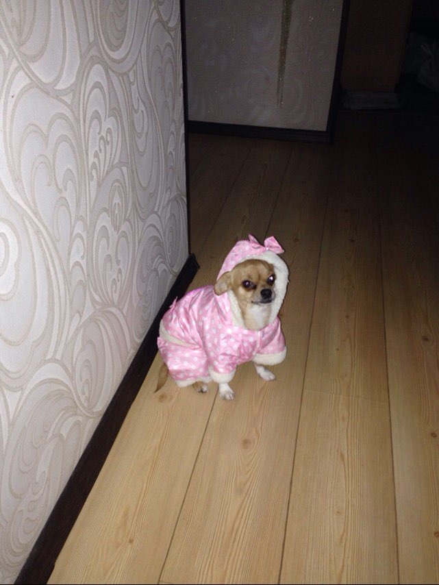 2016 Hot Winter Pet Dog Cat Soft Cotton Clothes Warm Polka Dot Jacket Jumpsuit Hoodie Coat Dog clothes Ropa Para Perro Dog Hoody