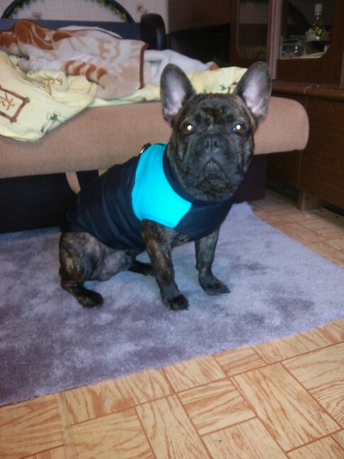 2016 Winter Waterproof Warm Dog Clothes Pet Vest Jacket Coat  For Small Medium Large Dogs roupas para cachorro S M L XL XXL