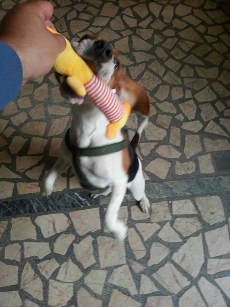 New Dog Toys Pet Puppy Chew Squeaker Squeaky Plush Sound Duck Pig Elephant Toys 3 Designs  Rubber Round Ball with Small Bell Toy