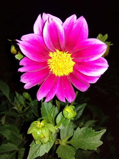 Rare Yellow Orange Dahlia Seeds Chinese Flower Seeds Bonsai Plants for Garden 50PCS / PACK