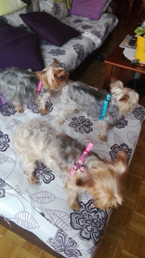 Nylon LED Dog Harness Pet Cat Dog Collar Harness Vest High Quality Safety That Light Up Dog Harness Small /Big/ Large Wholesale