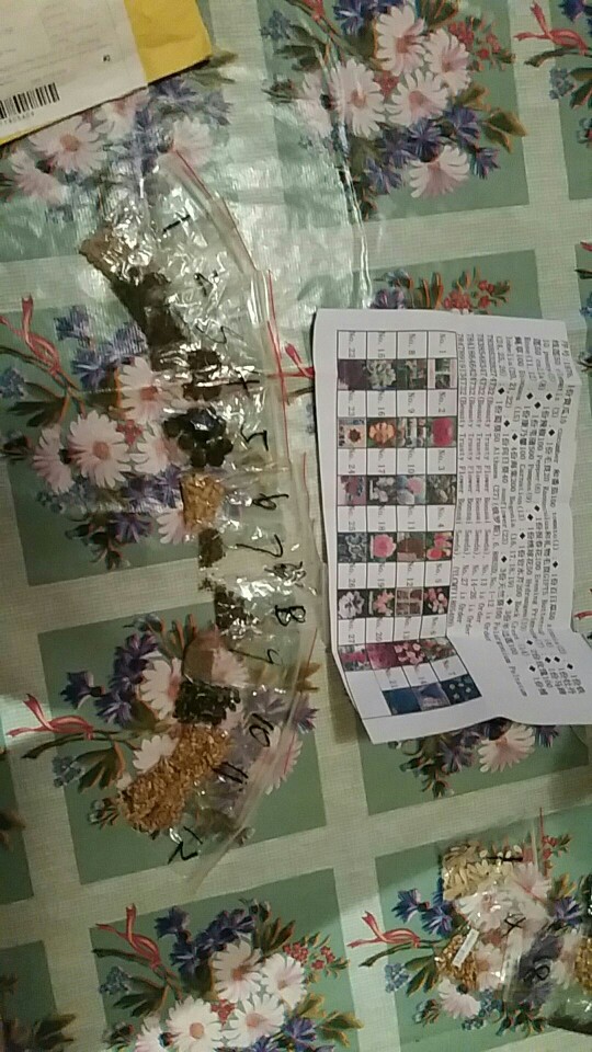 100pcs lobelia seeds, Garden indoor bonsai flower plant, (blue, purple. White. Pink) Diaopen flower garden decoration