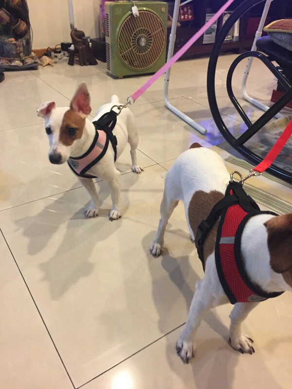 Breathable Mesh Small Dog Pet Harness and Leash Set  Puppy Vest Pink Red Blue Black For Chihuahua 