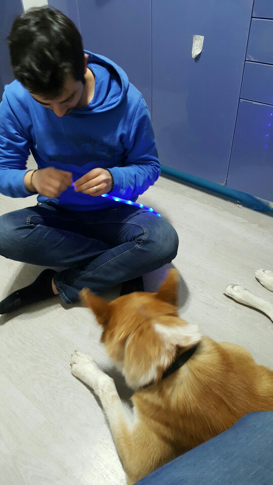 Outdoor Dog Collars USB luminous pet collar led light USB charging Cat dog collar Teddy Night Flashing Light Collar Pet supplies