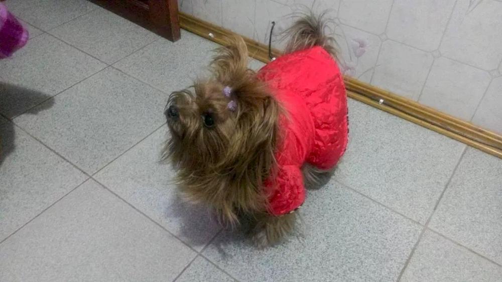 Cute Pets Dogs Leopard Dress Tops Puppy Cotton Hoodie Clothes XS-XL Costumes