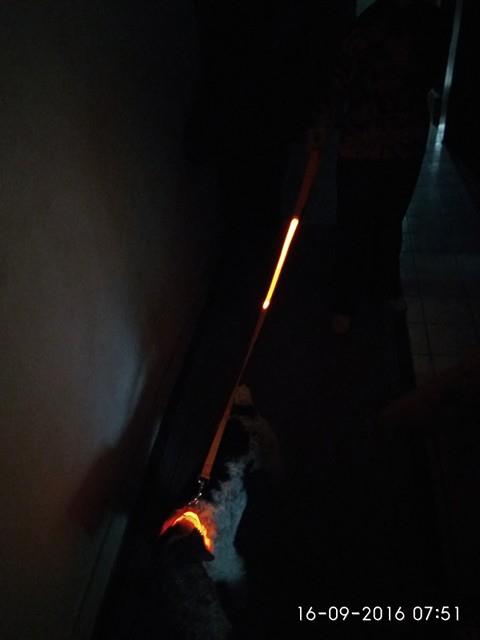 120cm Nylon Pet LED Dog Leash Night Safety LED Flashing Glow LED Pet Supplies Cat  Dogs Drawing Small  Leads for LED Dog Collar