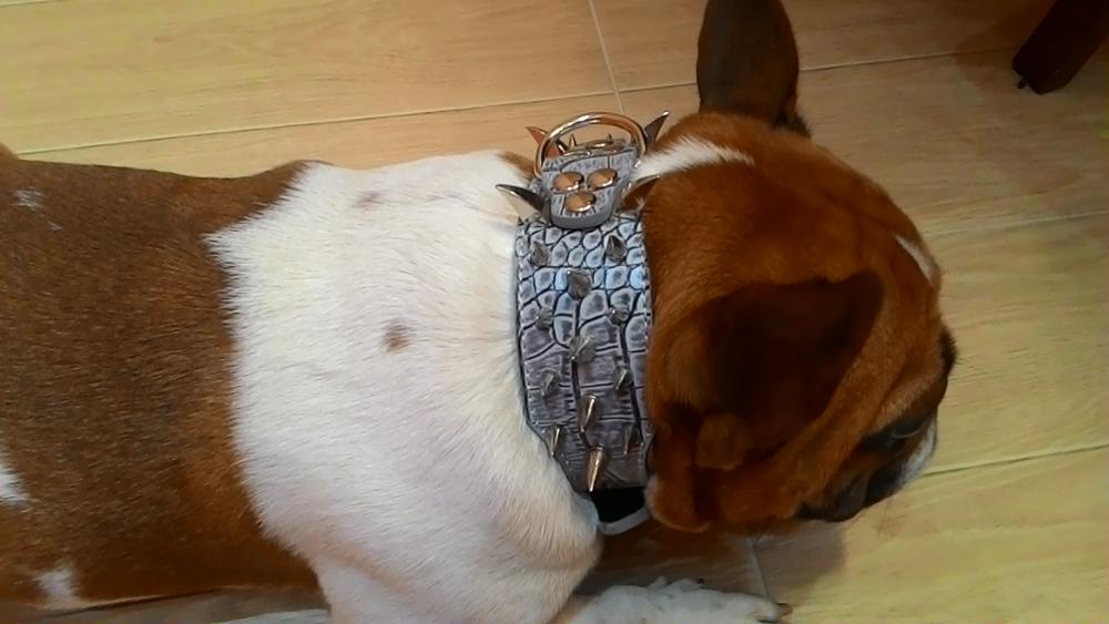 2inch Wide Cool Sharp Spiked Studded Leather Dog Collars 15-24" For Medium Large Breeds Pitbull Mastiff Boxer Bully 4 Sizes